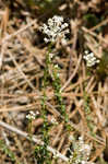 Littleleaf buckbrush